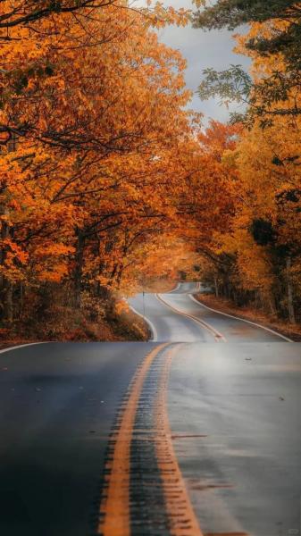 树木,道路,风景